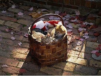 《警区》多平台正式发售 沙盒世界打击犯罪模拟